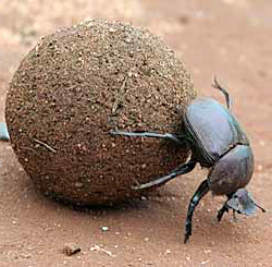 scarabee edited